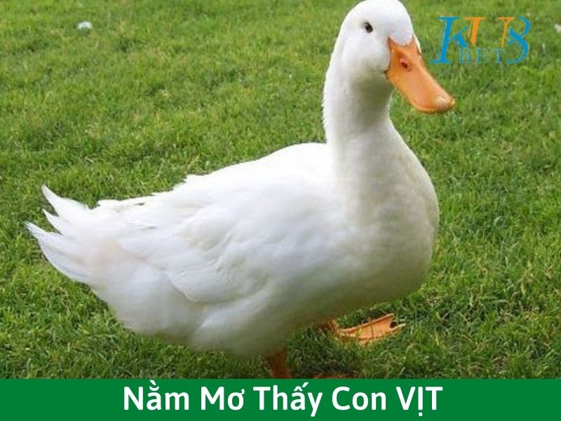 Nằm Mơ Thấy Con vịt