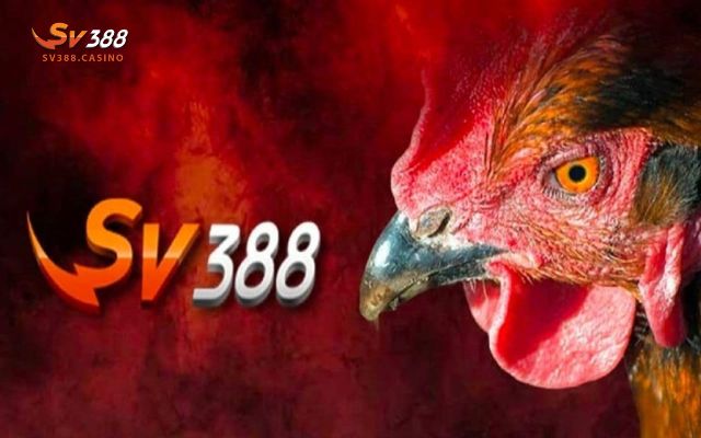 Bật Mí Nhà Cái Đá Gà SV388 Đến Từ Đâu? Giới Thiệu Chi Tiết Nhà Cái 2 Các hình thức đá gà Sv388