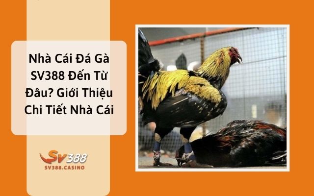 Bật Mí Nhà Cái Đá Gà SV388 Đến Từ Đâu? Giới Thiệu Chi Tiết Nhà Cái 1 Bật Mí Nhà Cái Đá Gà SV388 Đến Từ Đâu?