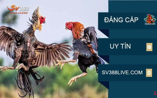 Bật Mí Nhà Cái Đá Gà SV388 Đến Từ Đâu? Giới Thiệu Chi Tiết Nhà Cái 3 Đẳng cấp trường đá gà 68